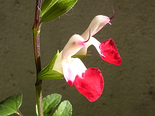 DSCN4641.JPG