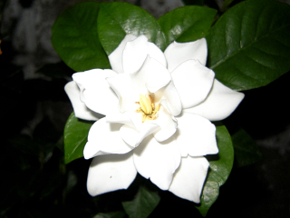DSCN4918.JPG