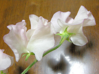 DSCN0485_01.JPG