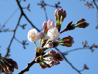 DSCN0687.JPG