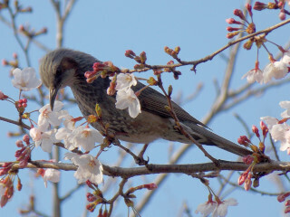 DSCN1129_01.JPG