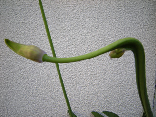 DSCN1440_01.JPG