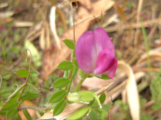 DSCN2128_01.JPG