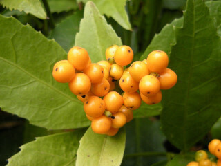 DSCN2266_01.JPG