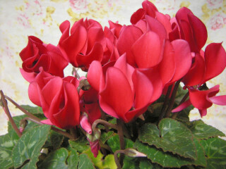 DSCN2286_01.JPG