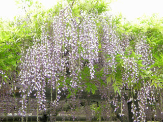 DSCN2433_01.JPG