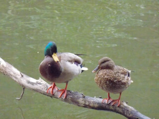 DSCN2529_01.JPG