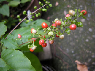 DSCN3733_01.JPG