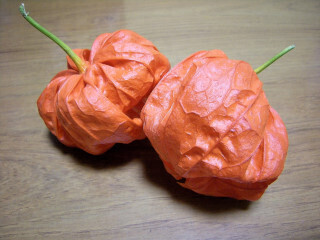 DSCN3857_01.JPG