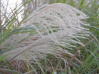 DSCN4106_01.JPG
