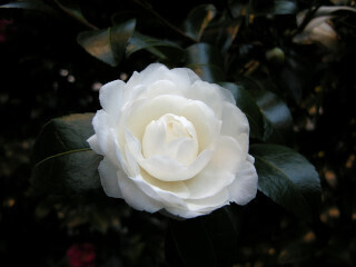 DSCN4258_01.JPG