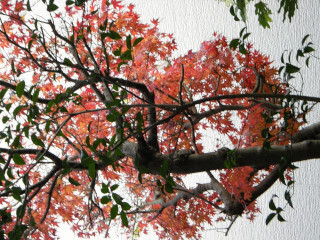 DSCN4296_01.JPG