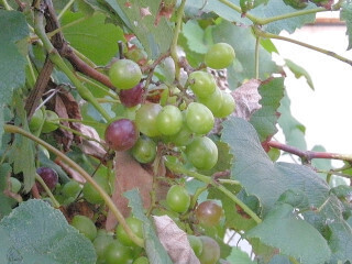 DSCN4467_01.JPG