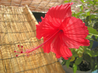 DSCN4496_01.JPG