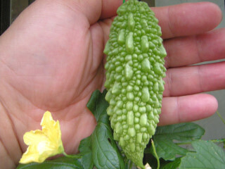 DSCN4516_01.JPG