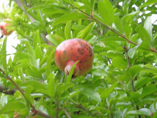 DSCN4534_01.JPG