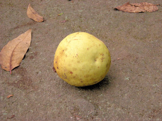 DSCN4685_01.JPG