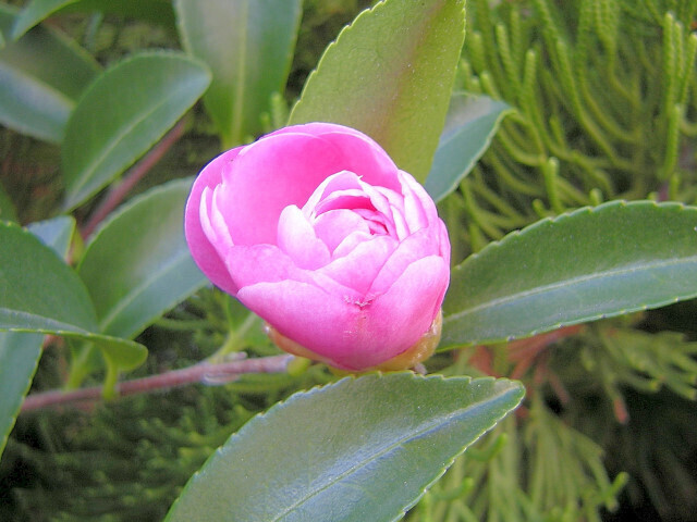DSCN4746_01.JPG