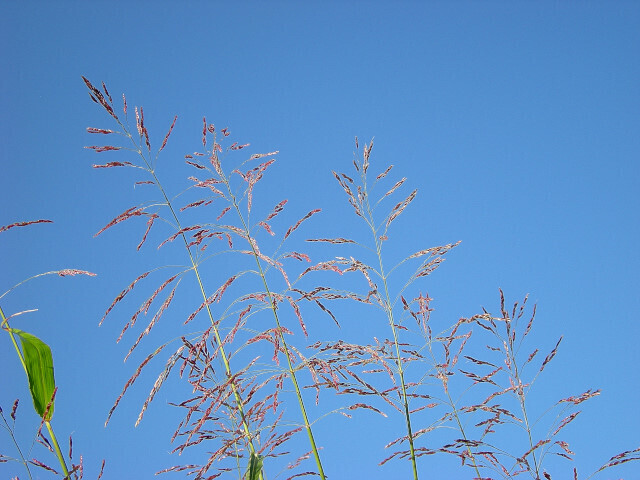 DSCN4753_01.JPG