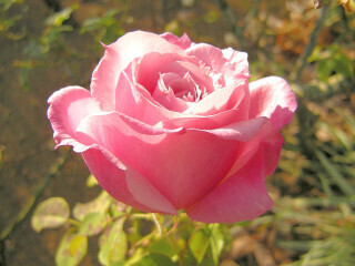 DSCN4949_01.JPG