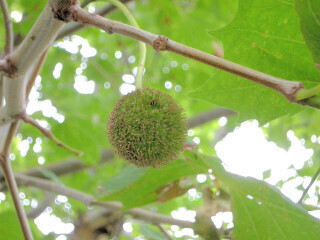 DSCN5395_01.JPG
