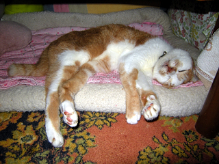 DSCN8684.JPG