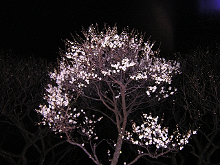 DSCN4130.JPG