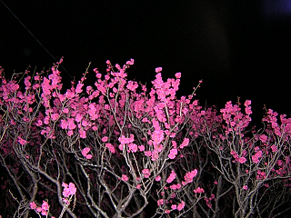 DSCN4133.JPG