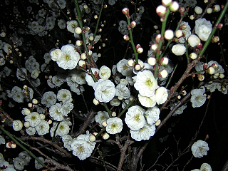 DSCN4139.JPG