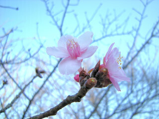 DSCN5129_01.JPG